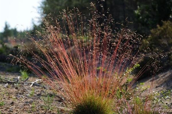 Wavy hairgrass