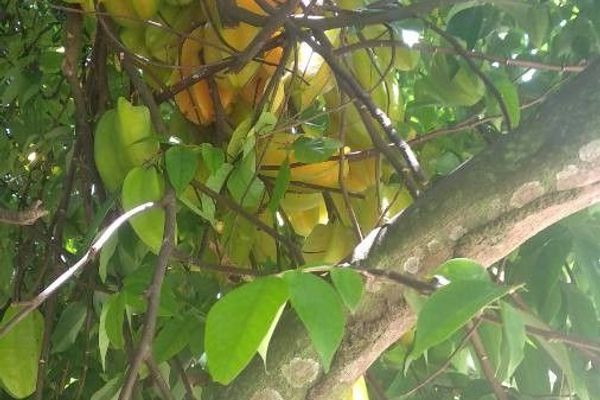 Carambola
