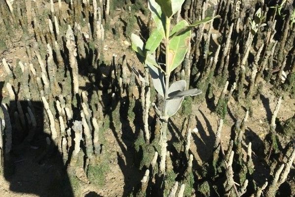 Black mangrove