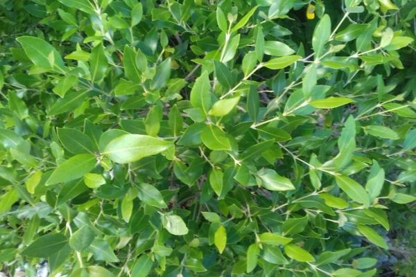 Grey mangrove