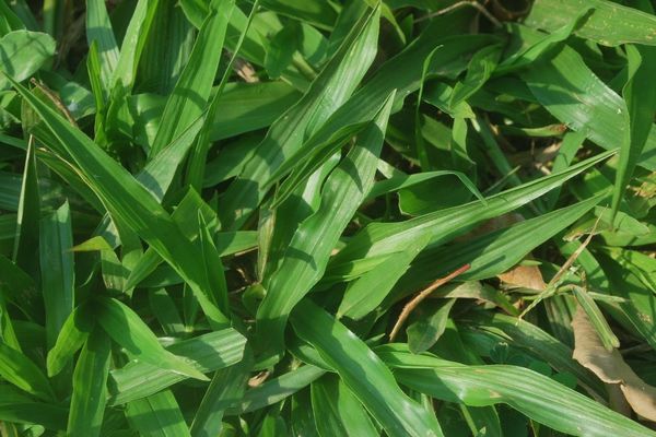 American carpet grass
