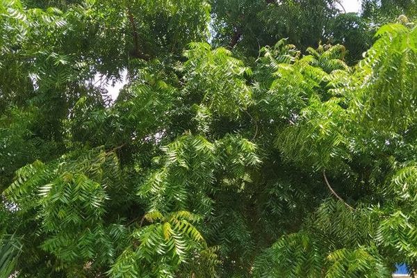 Neem