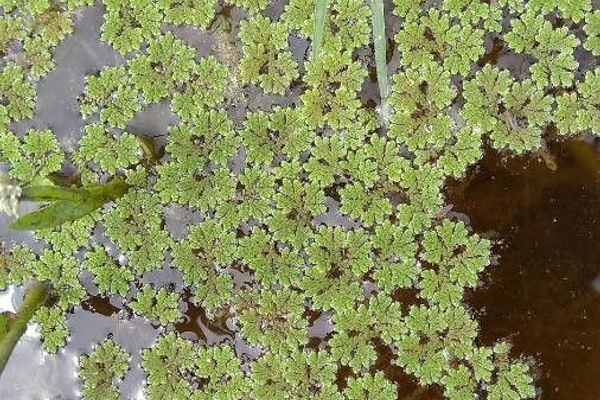 Mosquito fern