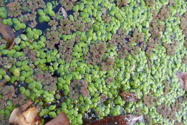 Pacific azolla