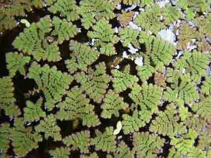 Green azolla