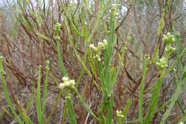 Baccharis crispa