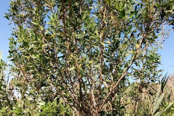 Groundselbush