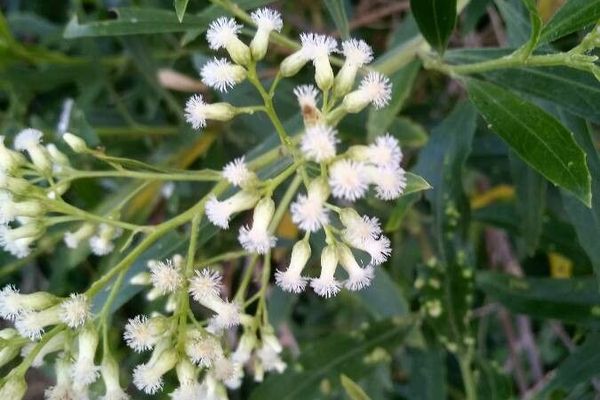 Baccharis latifolia