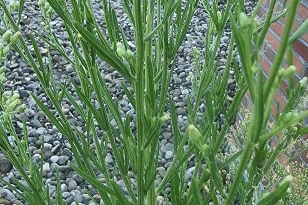 Broom baccharis