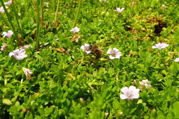 Herb of grace