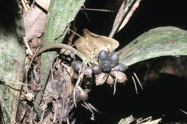 Bactris bifida