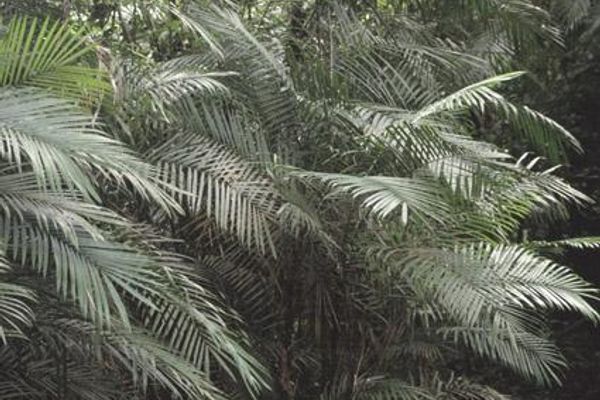 Bactris concinna