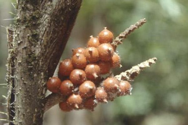 Bactris hirta