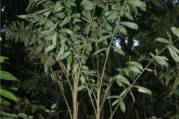 Bactris maraja