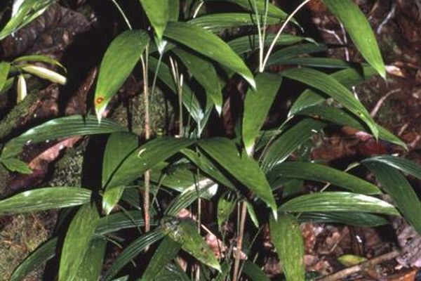 Bactris simplicifrons