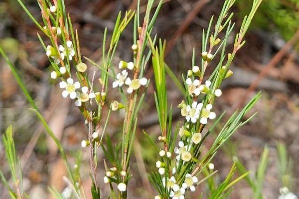Baeckea linifolia