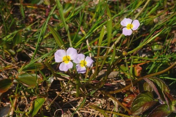 Lesser-water-plantain