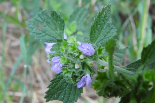 Black horehound