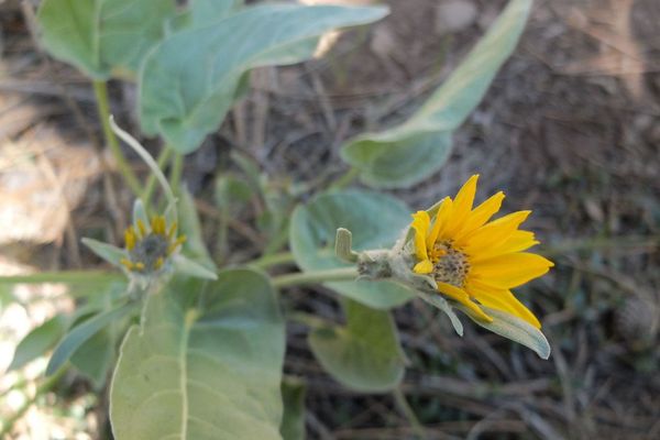 Arrowleaf balsamroot