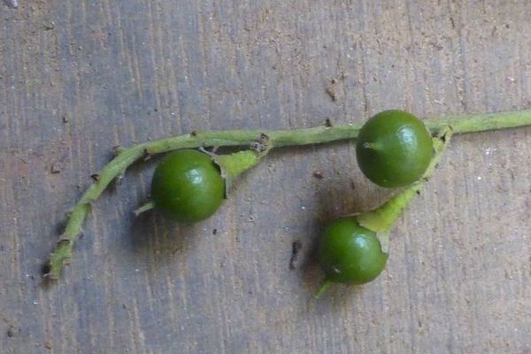 Banara guianensis