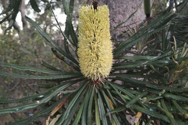 Coast banksia