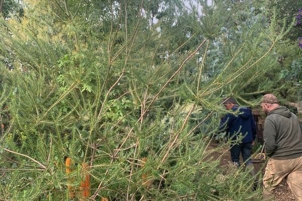 Heath banksia