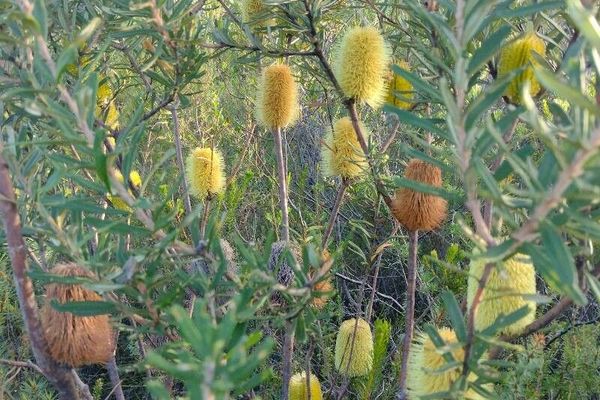 Silver banksia