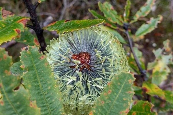 Banksia oblongifolia