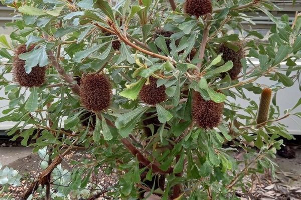 Desert banksia