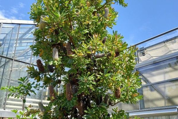 Banksia serrata