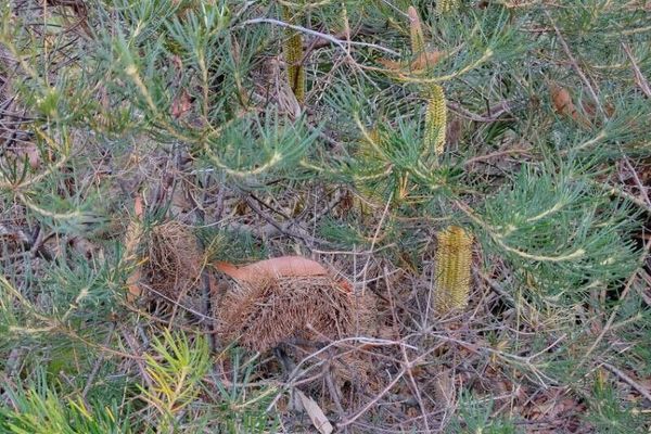 Hill banksia