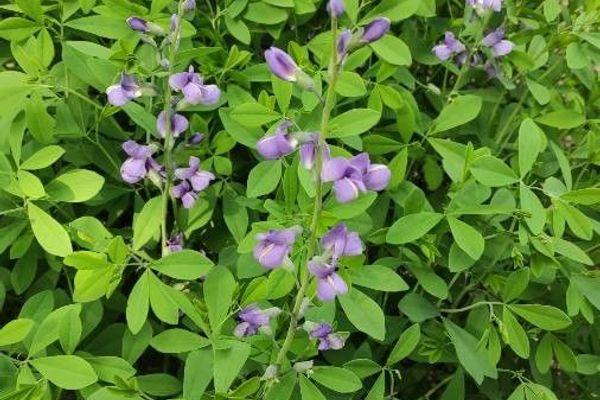 Blue false indigo