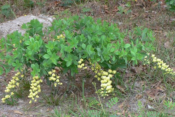 Longbract wild indigo