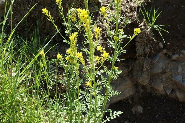 Intermediate wintercress