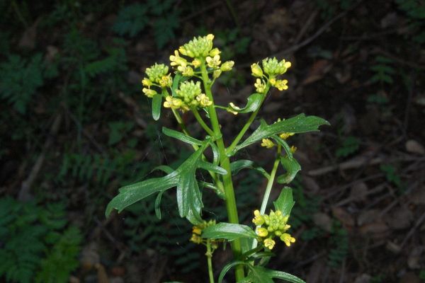 American yellowrocket