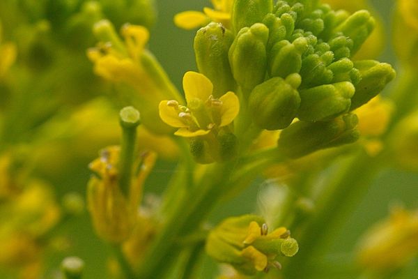 Small flowered winter-cress