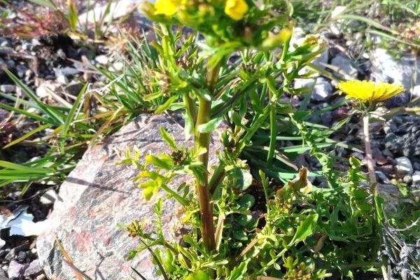American cress