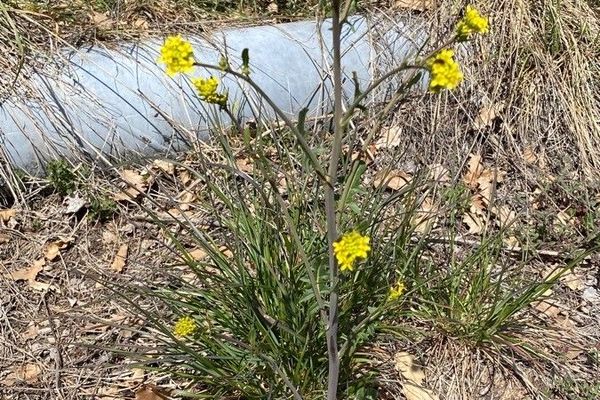 Winter-cress, yellow rocket