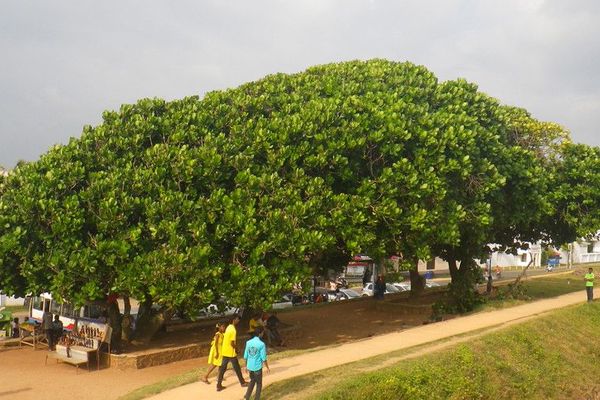 Mango-pine