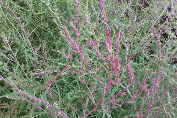 Burningbush