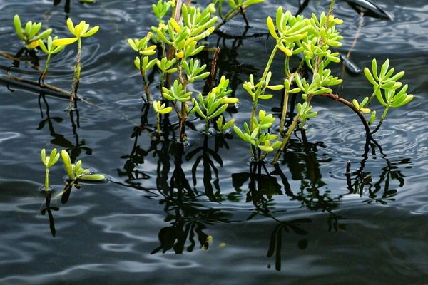 Turtleweed