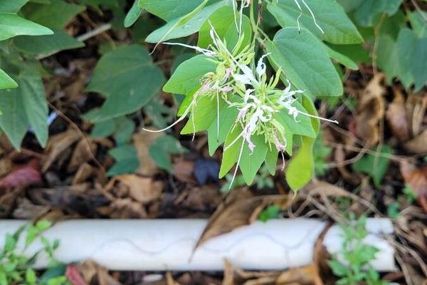 Bauhinia divaricata