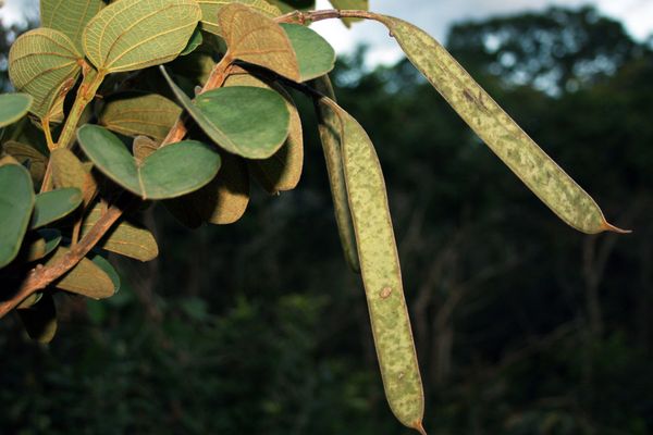 Bauhinia rufa