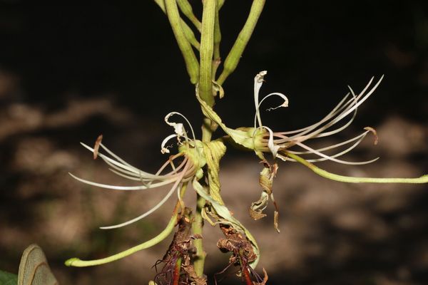 Bauhinia ungulata