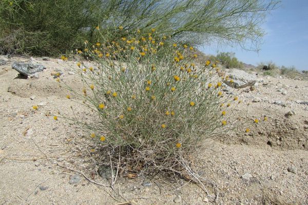 Sweetbush