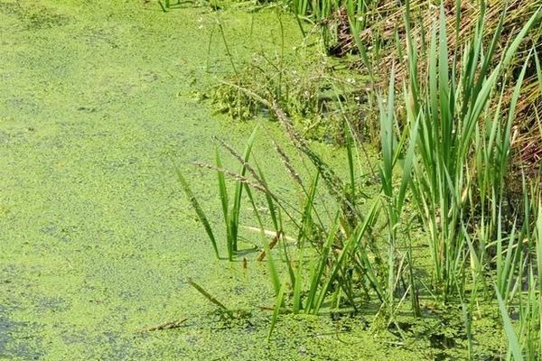 Slough grass