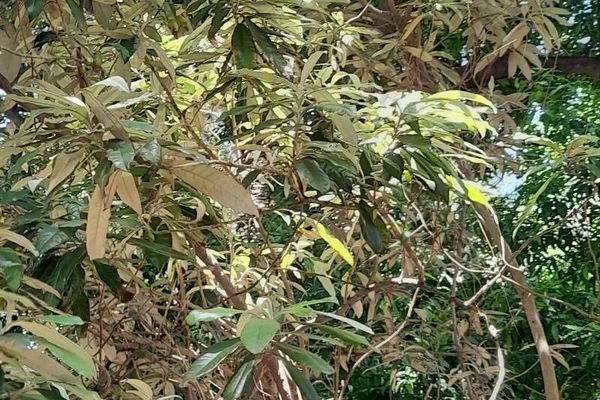 Blanket bush