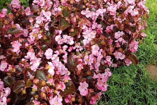 Clubed begonia