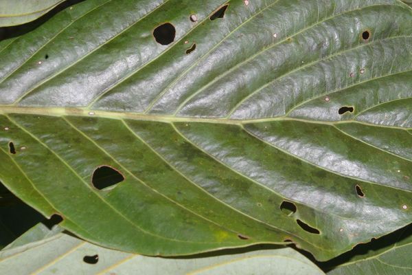 Beilschmiedia alloiophylla