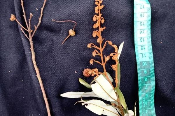 Bejaria aestuans